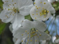 /album/springtime/img-0526-jpg/